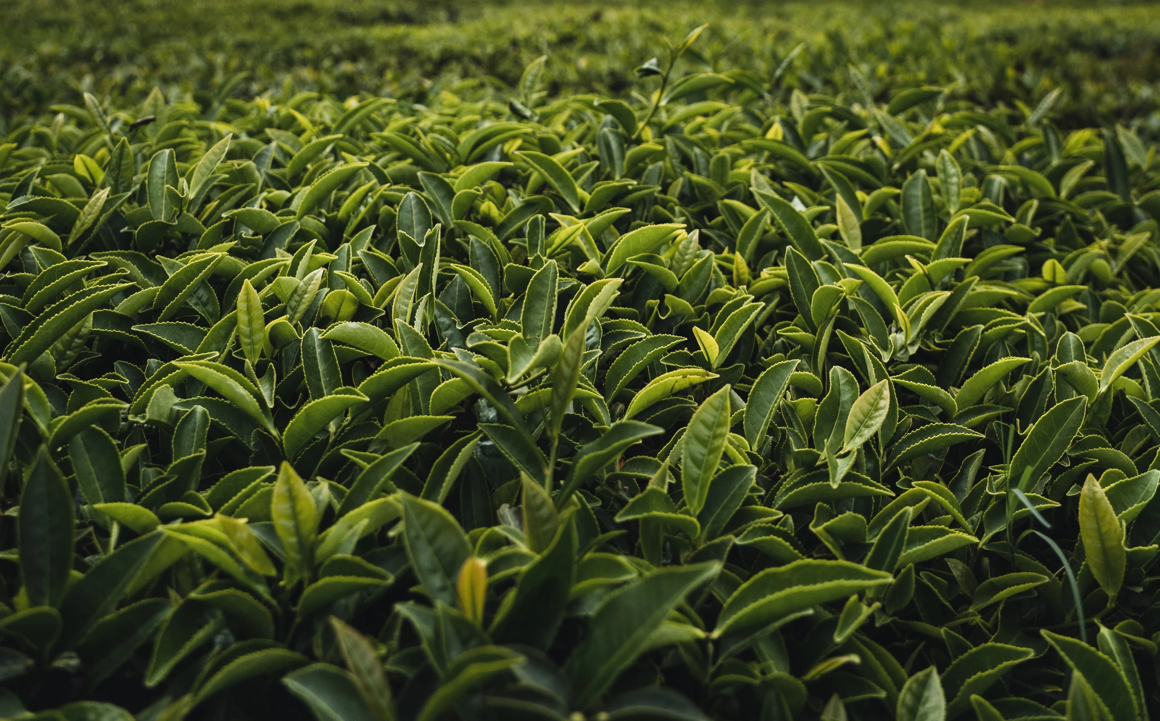 tea-leaves