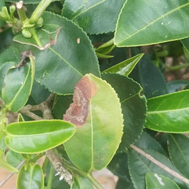 Brown Blight
