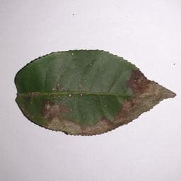 Gray Blight