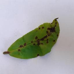 Helopeltis