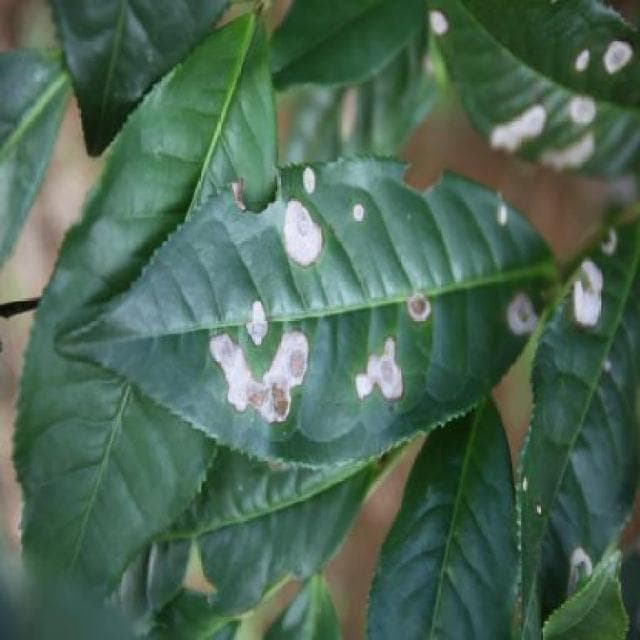 Leaf Rust
