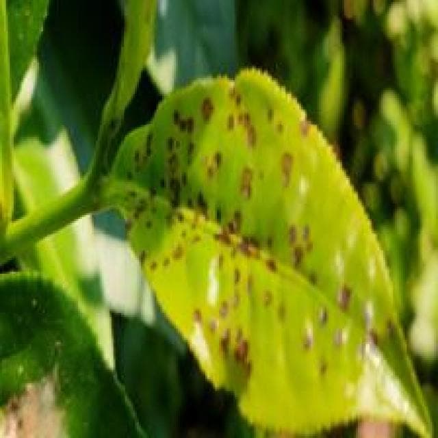 Red Rust